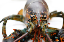 Close Up Of The Face Of A Live Lobster
