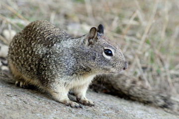 Wall Mural - California Ground Squirrel