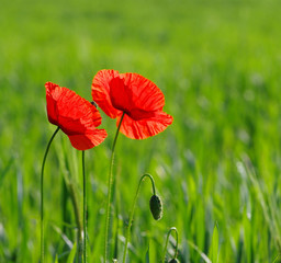 Wall Mural -  red poppy