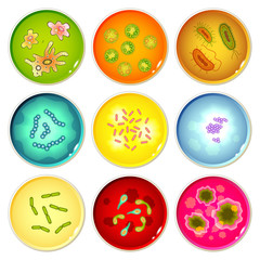 Poster - Petri dishes with bacterial colonies