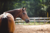 Fototapeta Konie - horse in the paddock, Outdoors