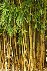 Naklejka ogród trawa bambus