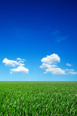 Wall Mural - green field