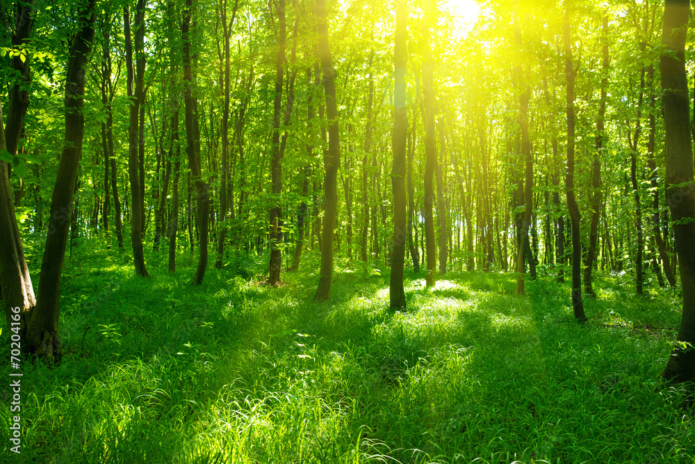 Sunlight in the green forest, spring time - obrazy, fototapety, plakaty 