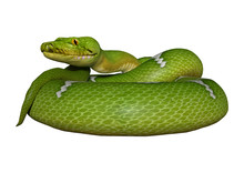 Green Python On White