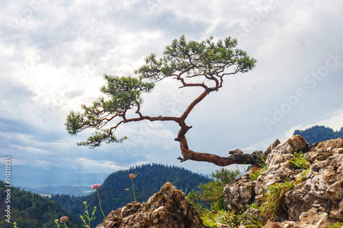 Naklejka na drzwi pine, most famous tree in Pieniny Mountains, Poland