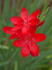 Wall Mural - Kaffir Lily flowers ( Schizostylis Coccinea Major )