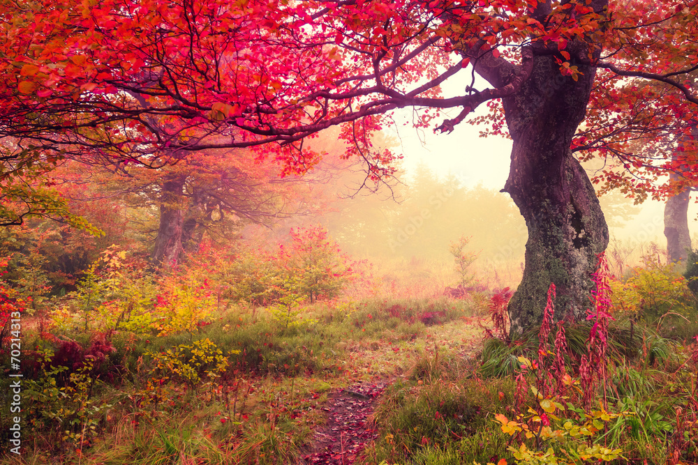 autumn forest - obrazy, fototapety, plakaty 