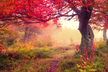 Photo Sur Toile - autumn forest
