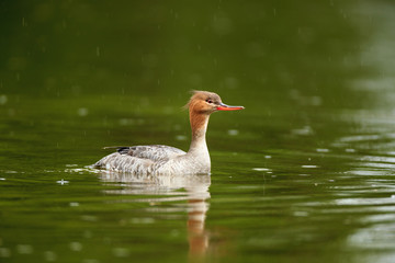 Poster - Mergus serrator, Red-breasted Merganser.