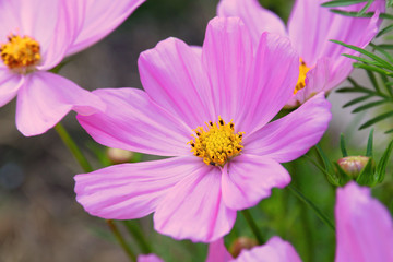 Wall Mural - Cosmos Sonata Flowerfield pink flower field Cosmos bipinnatus