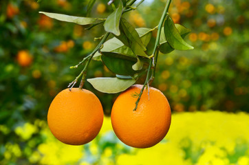 Two oranges on a tree