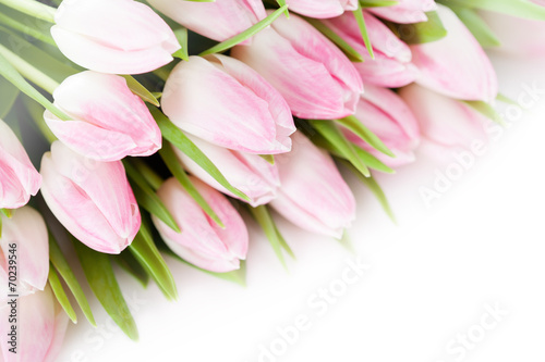 Naklejka - mata magnetyczna na lodówkę Bunch of pink tulips on white background