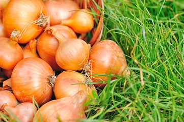 Sticker - Fresh onions in basket on grass