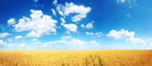 Wheat Field And Blue Sky With White Clouds