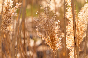 Wall Mural - Gold grass