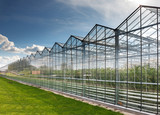 Fototapeta Maki - greenhouse vegetable production
