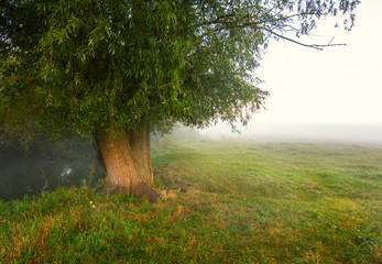 Wall Mural - Tree in the fog