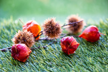 Branch Of Chinese Lantern Seed Pods Lying On Grass