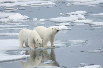 female polar bear with yearling cub