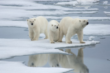 polar bear& two yearling cubs