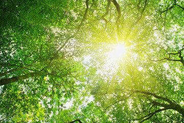 Wall Mural - sun rays in beech forest.