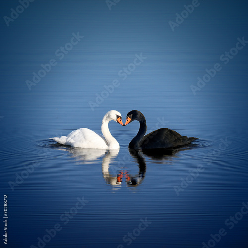 Fototapeta na wymiar Schwan Liebe