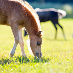 Wall Mural - Foal eating grass in summer