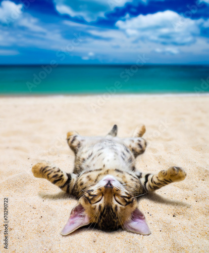 Naklejka dekoracyjna cat on beach