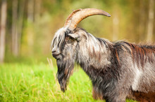 Portrait Of A Goat With Beautiful Horns And Long Beard
