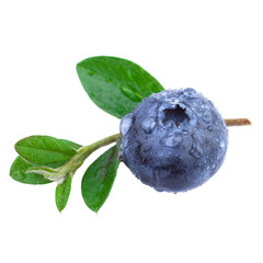 Wall Mural - Close up of a Blueberry with water droplets and leaves