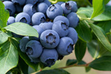 Heidelbeeren