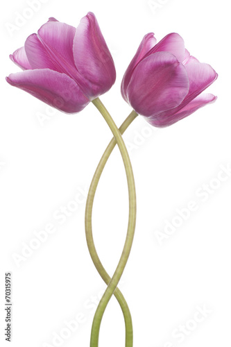 fioletowe-tulipany-na-bialym-tle