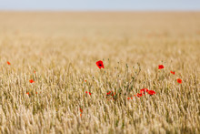Poppies In A Field Of Wheat