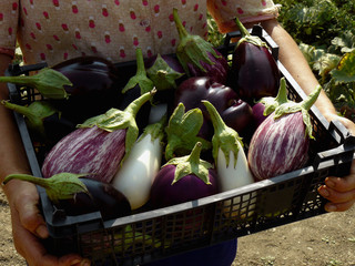 Wall Mural - fresh harvested eggplants in plastic container