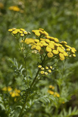 Sticker - Blooming tanacetum