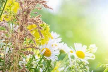 Wall Mural - Daisies covered dew drops