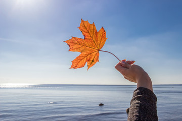 Maple leaf  women hand against  sky sea blue yellow orange autum