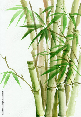 Fototapeta na wymiar Watercolor painting of bamboo