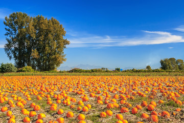 pumpkin patch