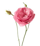 Pink flowers isolated on white. Eustoma