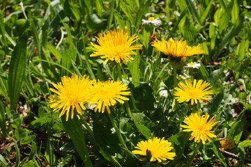 Wall Mural - Small beautiful yellow flowers