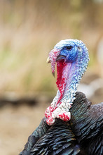 Turkey On The Farm, A Portrait