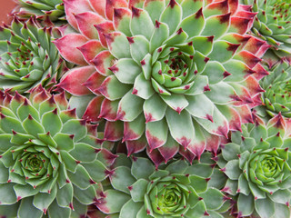 Wall Mural - Sempervivum Hirtum plant and plantlets