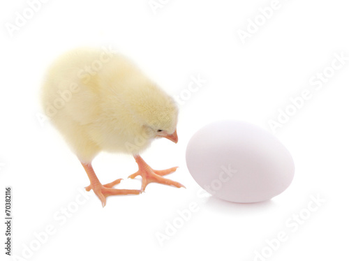 Fotografie, Obraz Cute chick and egg isolated on white background.