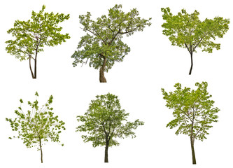 Wall Mural - set of six green summer trees isolated on white