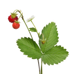 Wall Mural - flower and wild strawberries on white