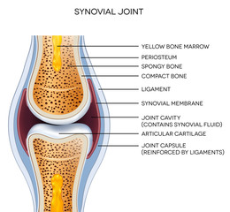 Wall Mural - Labeled joint anatomy. Normal joint illustration.