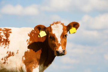 Wall Mural - Dutch calf