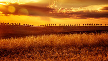 Yellow Sunset Over Farmland